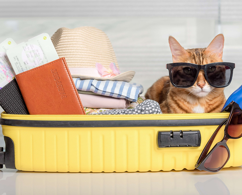 Destination: Family Security – Pack the Right Money Moves for Life’s Adventures